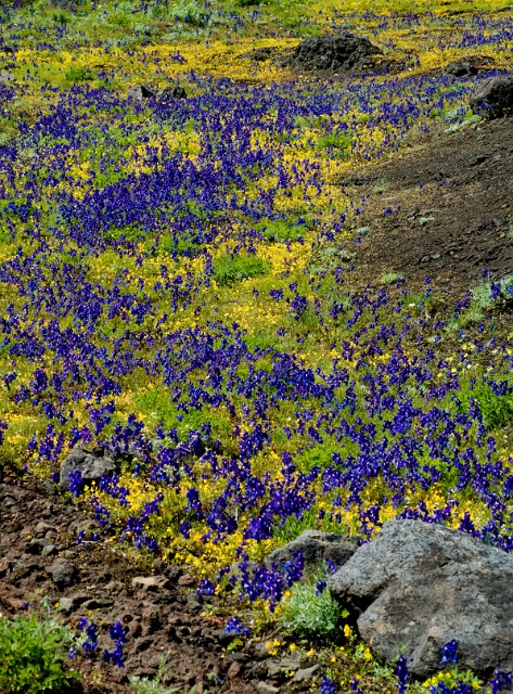 Delphinium-Mimulus - Larkspur - Monkeyflower 3088_1.jpg